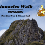 Pinnacles Walk Coromandel (Kauaeranga Kauri Trail): Webb Creek Track vs Billygoat Track