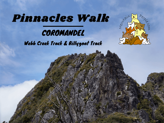Pinnacles Walk Coromandel (Kauaeranga Kauri Trail): Webb Creek Track vs Billygoat Track