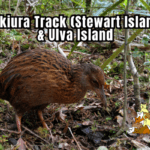 Rakiura Track Stewart Island and Ulva Island