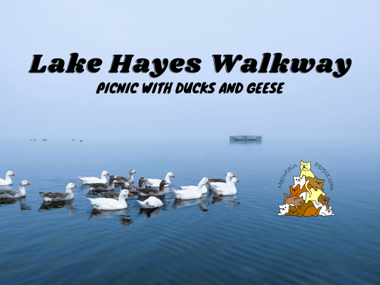 Lake Hayes Walkway ducks and geese