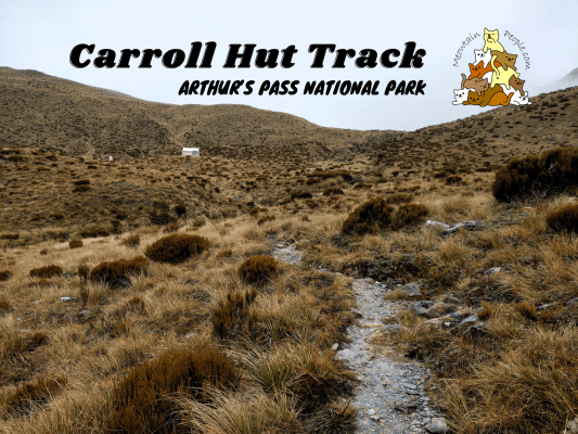 Carroll Hut Track Arthurs Pass National Park