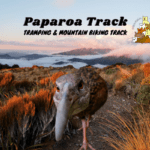 Paparoa Track Tramping and Mountain Biking Track, cheeky weka