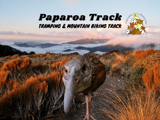 Paparoa Track Tramping and Mountain Biking Track, cheeky weka