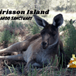 Heirisson Island Kangaroo Sanctuary Perth Kangaroo Island