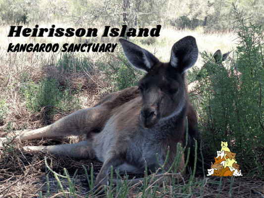 Heirisson Island Kangaroo Sanctuary Perth Kangaroo Island
