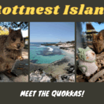 Rottnest Island Meet The Quokkas