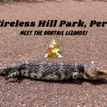 Wireless Hill Park Perth, Meet The Bobtail Lizards