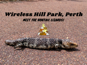 Wireless Hill Park Perth, Meet The Bobtail Lizards