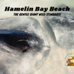 Hamelin Bay Beach The Gentle Giant Wild Stingrays