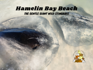 Hamelin Bay Beach The Gentle Giant Wild Stingrays