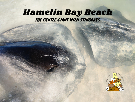 Hamelin Bay Beach The Gentle Giant Wild Stingrays