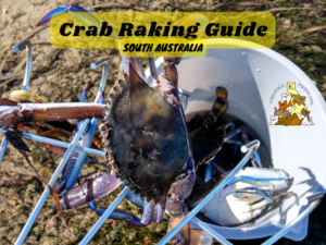 Crab Raking Guide South Australia