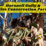 Horsnell Gully and Giles Conservation Parks Koala