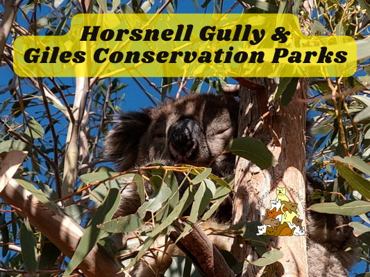 Horsnell Gully and Giles Conservation Parks Koala