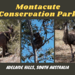 Montacute Conservation Park, Adelaide Hills, South Australia