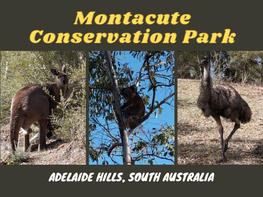 Montacute Conservation Park, Adelaide Hills, South Australia