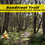 Bandicoot Trail Mark Oliphant Conservation Park, Adelaide Hills