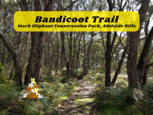 Bandicoot Trail Mark Oliphant Conservation Park, Adelaide Hills