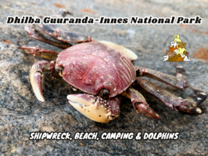 Dhilba Guuranda-Innes National Park Camping Shipwreck and Dolphins